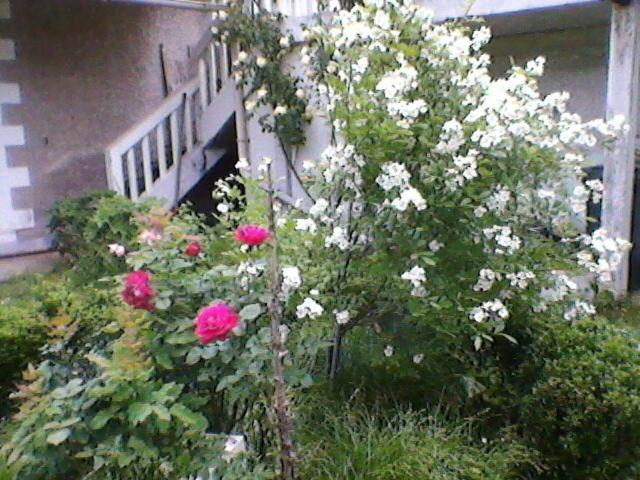 Un Paradis De Verdure En Plein Centre Ville Perigueux Ngoại thất bức ảnh
